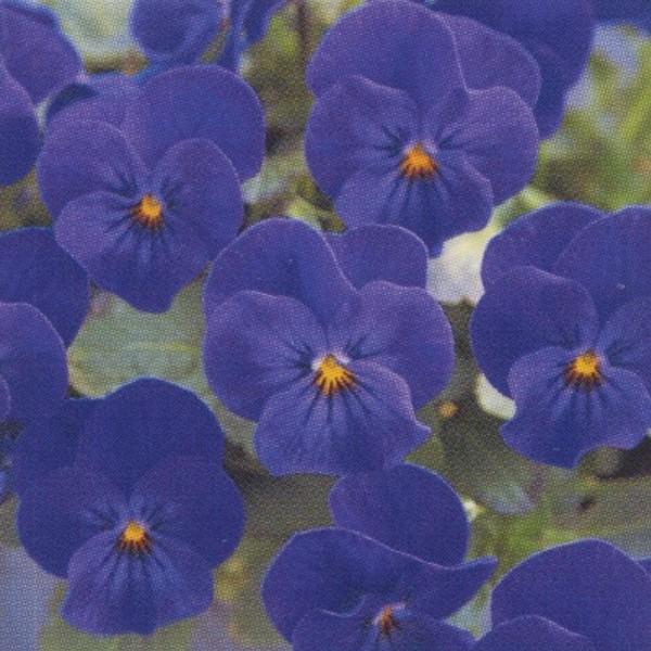 花の種（営利用）ビオラ F1ビビ系 F1ビビ オーシャンブルー 1000粒×10 クリスタルコート種...