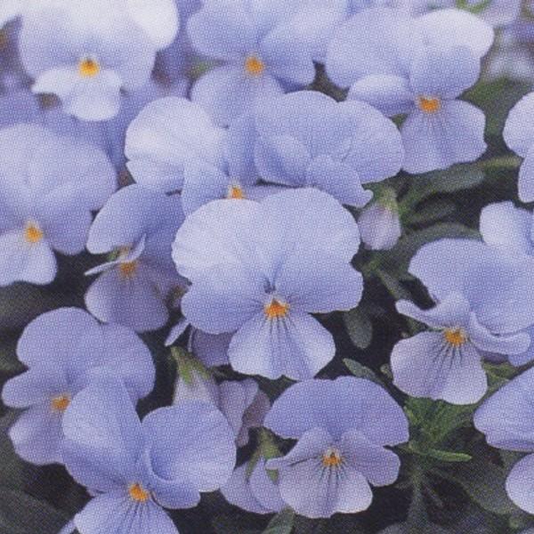花の種（営利用）ビオラ F1ビビ系 F1ビビ ヘブンリーブルー 1000粒×10 クリスタルコート種...
