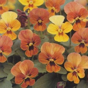 ビオラ ピンク の 種 花 ガーデニング の商品一覧 通販 Yahoo ショッピング