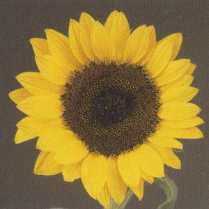 花の種(営利用)F1サンリチ ひまわり 45日タ...の商品画像