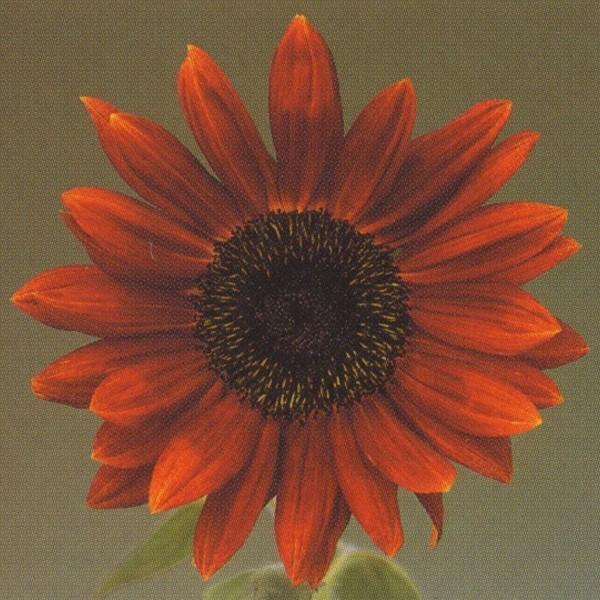 花の種（営利用）ひまわり 高性種 F1ルビー 1000粒 タキイ種苗（メール便発送）