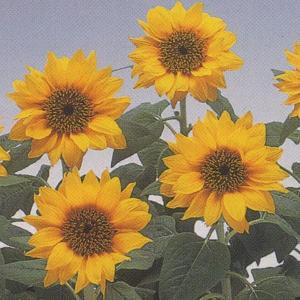 花の種 大輪ひまわり 4袋まで送料73円 優良配送はクリップポス トで