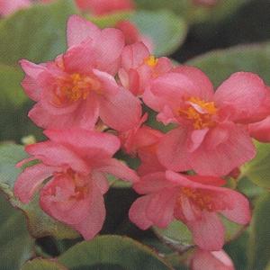 ベゴニア 八重の商品一覧 通販 Yahoo ショッピング