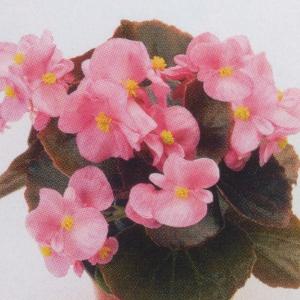 花の種（営利用）ベゴニア・センパーフローレンス 銅葉種 F1ナイトライフ ピンク（インプ）1000粒 ペレット種子 タキイ種苗（メール便発送）｜vg-harada
