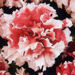 花の種（営利用）ペチュニア 八重咲き種 F1レッドピルエット 1000粒 タキイ種苗（メール便発送）｜vg-harada