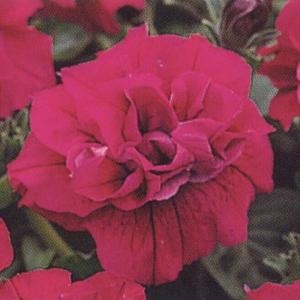 八重咲きペチュニア 花の種 の商品一覧 種 種子 花 ガーデニング 通販 Yahoo ショッピング