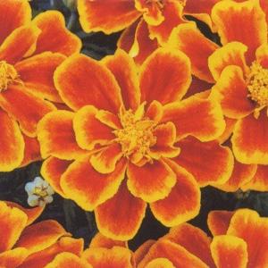 マリーゴールドの花種、業務用１００ｇ＋選べる粗品をプレゼント。 マリーゴールドの花種、業務用100g＋選べる粗品をプレゼント