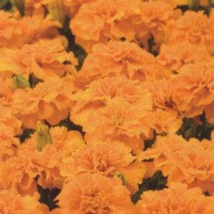 花の種（営利用）マリーゴールド リトルヒーロー オレンジ 20ml タキイ種苗（メール便発送）