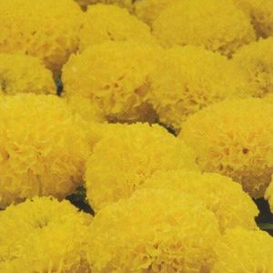 花の種（営利用）マリーゴールド アフリカン種 F1ディスカバリー イエロー 1000粒 タキイ種苗（メール便発送）｜vg-harada