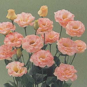 花の種 宿根 かすみ草［八重咲き］ 0.2ml（メール便発送