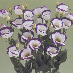 花の種（営利用）アサガオ 朝顔 暁の混合 1000粒 プライマックス種子
