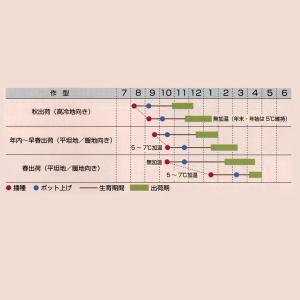 花の種(営利用)リナリア ホワイト グッピー ...の詳細画像1