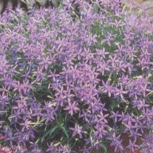 ブルースター 花 花の種 の商品一覧 種 種子 花 ガーデニング 通販 Yahoo ショッピング