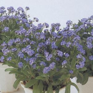 花の種（営利用）忘れな草 ドワーフ ブルー 10ml タキイ種苗