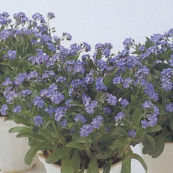 花の種（営利用）忘れな草 ドワーフ ブルー 10ml タキイ種苗（メール便発送）