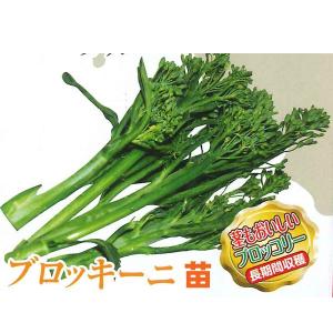 野菜の苗　ブロッキーニ　/茎ブロッコリー 苗　4ポット入りセット/9cmポット｜vg-harada
