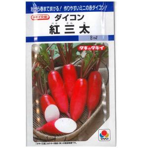 数量限定】果物の苗 とちおとめ イチゴ ・いちご苗 3ポットセット