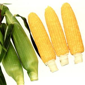 野菜の種/種子 ゴールドラッシュ88・とうもろこし トウモロコシ 2000粒