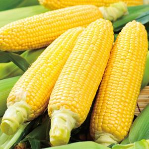 野菜の種/種子 ゴールドラッシュ86・とうもろこし 200粒（メール便発送