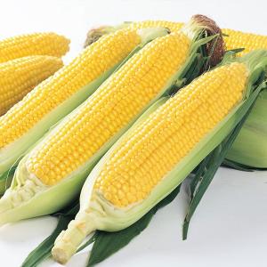 野菜の種/種子 ミルキーシュガー 85日タイプ・とうもろこし