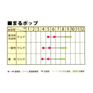野菜の種/種子 まるポップ・とうもろこし トウ...の詳細画像1