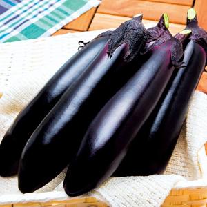 野菜・種/苗 青実はやとうり 千成うり 千成瓜 隼人瓜 ハヤトウリ 種