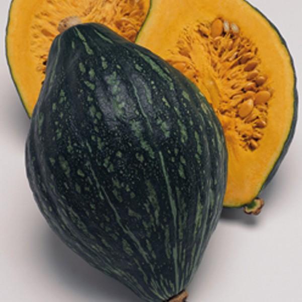 野菜の種/種子 ロロン・カボチャ かぼちゃ 100粒（メール便発送）タキイ種苗