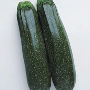 野菜の種/種子 ダイナー・ズッキーニ 100粒（）タキイ種苗