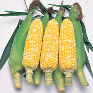 大特価！】野菜の種/種子 おおもの83・とうもろこし・スイートコーン