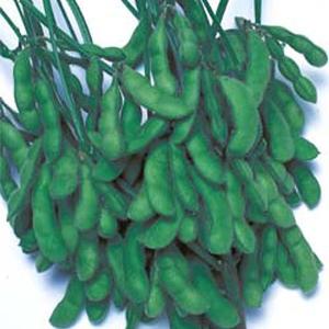 野菜の種/種子 ビアフレンド・えだまめ 1L（大袋）タキイ種苗