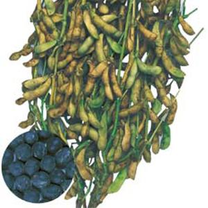 野菜の種/種子 丹波黒大粒大豆・大豆 35ml（メール便発送）タキイ種苗