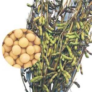 野菜の種/種子 鶴の子大豆・大豆 60ml(メー...の商品画像