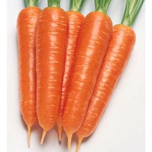 野菜の種/種子 れいめい ニンジン 人参 コート1万粒（大袋