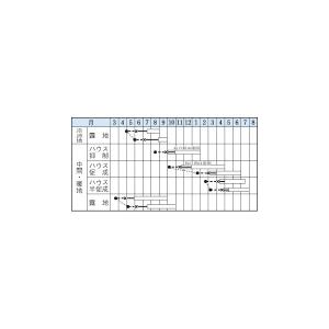 野菜の種/種子 青シソ・青しそ 9ml(メール...の詳細画像1