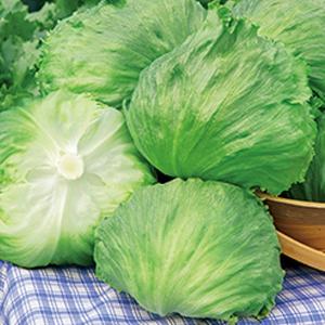 野菜の種/種子 サウザー・レタス ペレット5000粒（大袋）タキイ種苗