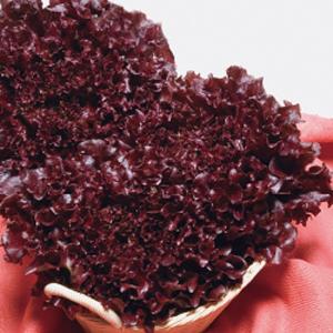 野菜・種/苗 青実はやとうり 千成うり 千成瓜 隼人瓜 ハヤトウリ 種