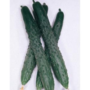 野菜の種/種子 黒さんご・キュウリ きゅうり 20ml（メール便発送/大袋