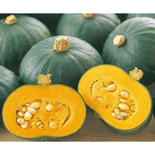 野菜の種/種子 栗っプチ・カボチャ かぼちゃ 500粒（大袋）サカタのタネ 種苗