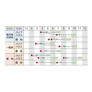野菜の種/種子 プッチィーニ・ミニカボチャ か...の詳細画像1