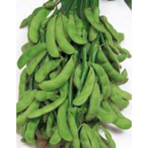 野菜の種/種子 ゴールドラッシュ・とうもろこし 2000粒 (大袋)サカタの