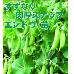 野菜の苗　すずなり肉厚スナップ　エンドウ苗　えんどう苗　4ポット入りセット 【３月1日頃より順次発送】｜vg-harada