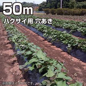 農業用マルチシート マルチフィルム ダイコン用 穴あき 黒 50m （幅