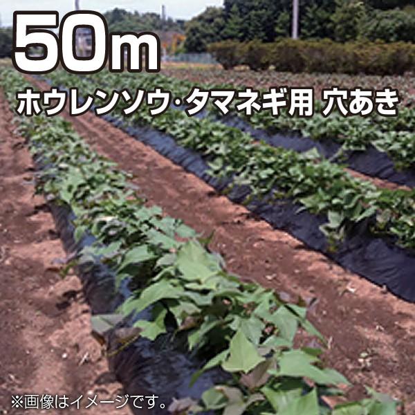 農業用マルチシート マルチフィルム ホウレンソウ・タマネギ用 穴あき 黒 50m（幅95cm/薄さ0...