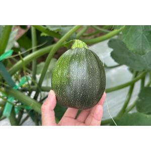 野菜の種/種子 TSGI-949(丸濃緑)8粒...の詳細画像1