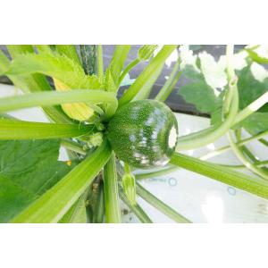 野菜の種/種子 TSGI-949(丸濃緑)8粒...の詳細画像2