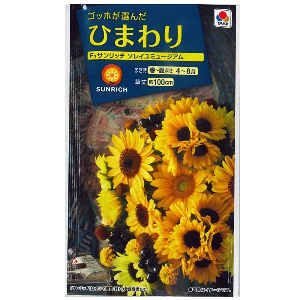 花の種　ひまわり［F1サンリッチ　ソレイユミュージアム］　3ml（メール便発送）タキイ種苗