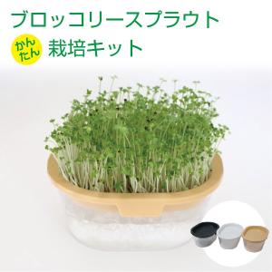ブロッコリースプラウト 栽培キット（セット）