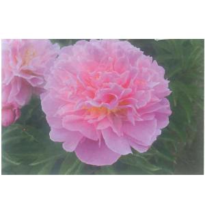 芍薬 かぐや姫 花の苗 の商品一覧 苗 花 ガーデニング 通販 Yahoo ショッピング