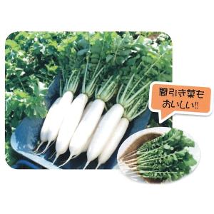 野菜の種/種子 湘白大根 ダイコン 1dl（メール便発送）｜vg-harada
