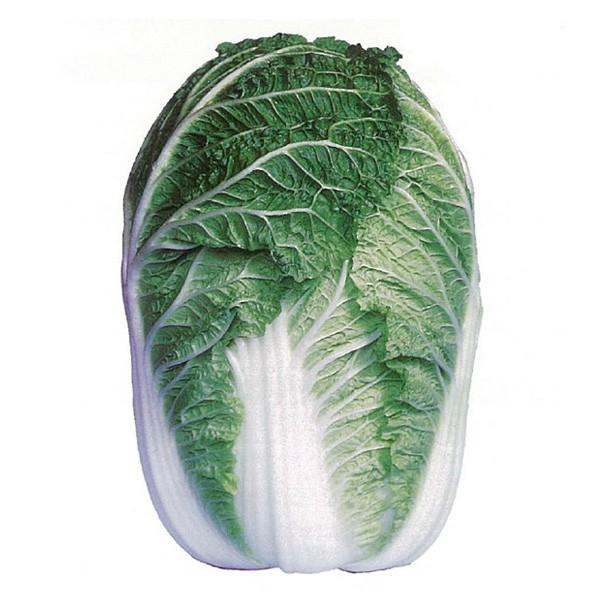 野菜の種/種子 冬将軍80 ハクサイ 20ml（メール便発送/大袋）